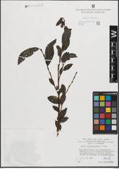 Foto von Salix mielichhoferi Saut.